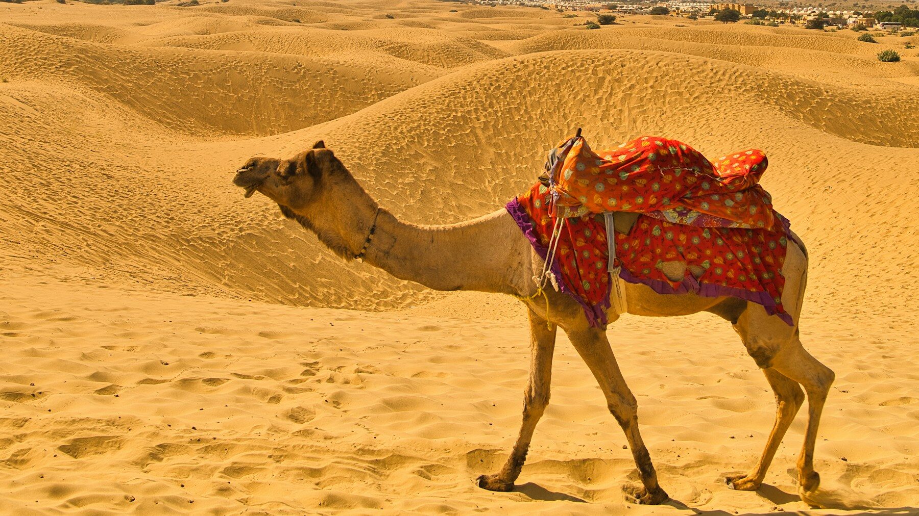 A camel crossing the sand dunes of the Rajasthan desert
